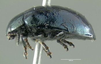 Media type: image;   Entomology 613143 Aspect: habitus lateral view